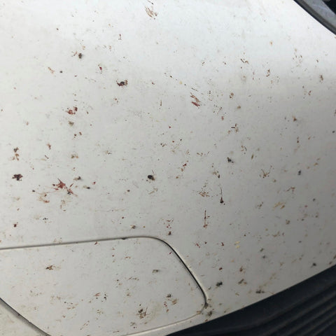 Insect Strip - Infinity Wax